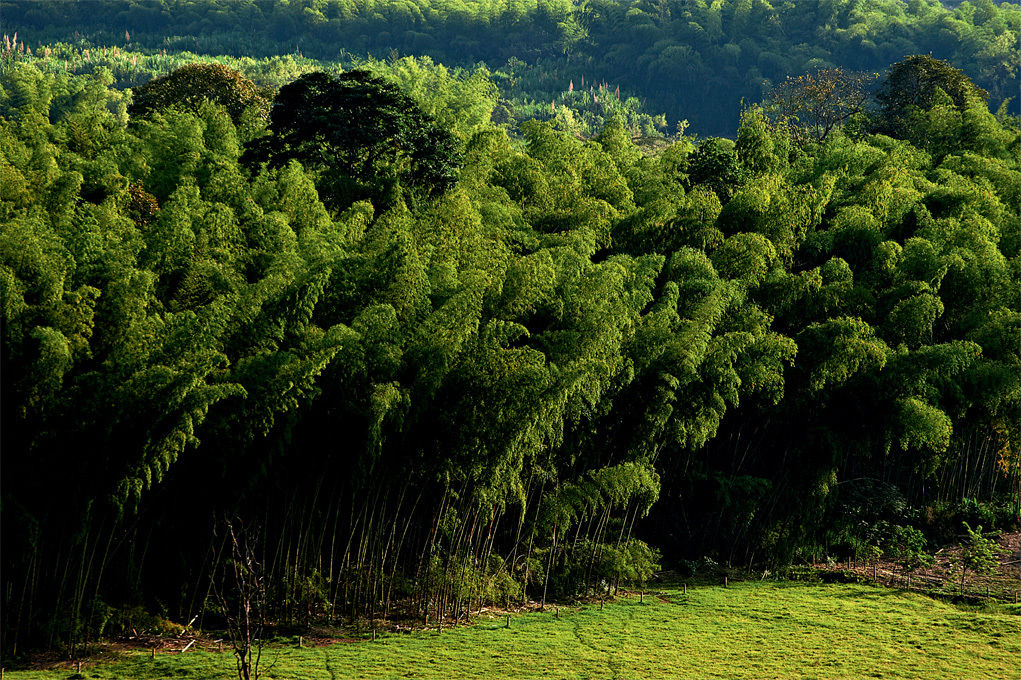 Hacienda Bambusa El Caimo Ngoại thất bức ảnh