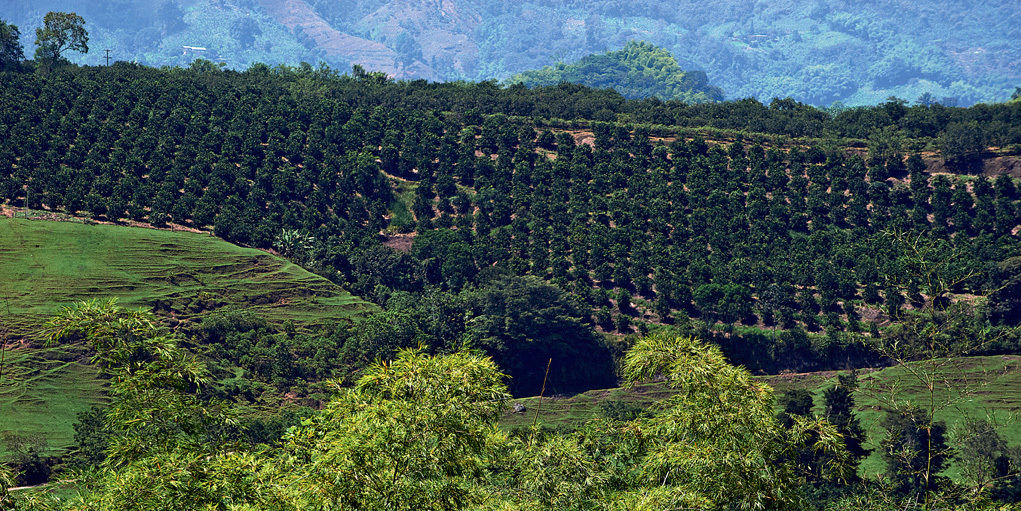 Hacienda Bambusa El Caimo Ngoại thất bức ảnh