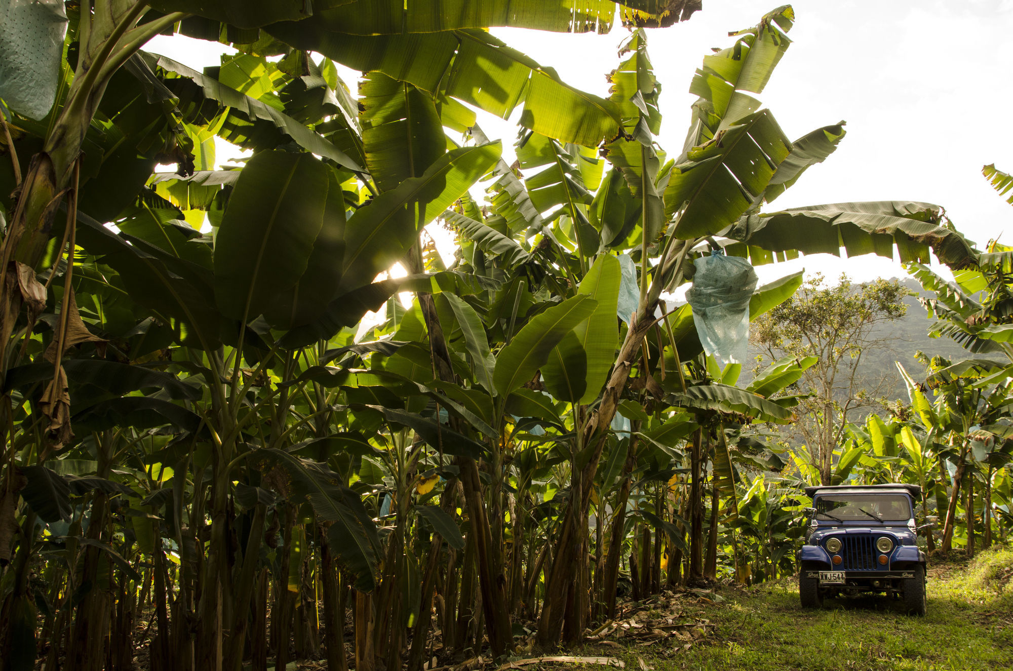 Hacienda Bambusa El Caimo Tiện nghi bức ảnh